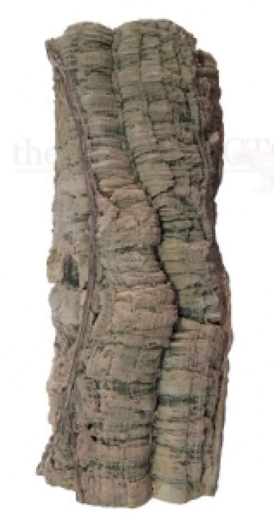 Liana tree trunk
